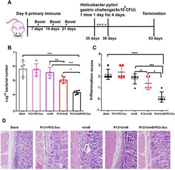 华西药学院孙逊教授团队在Adv.Funct.Mater.上