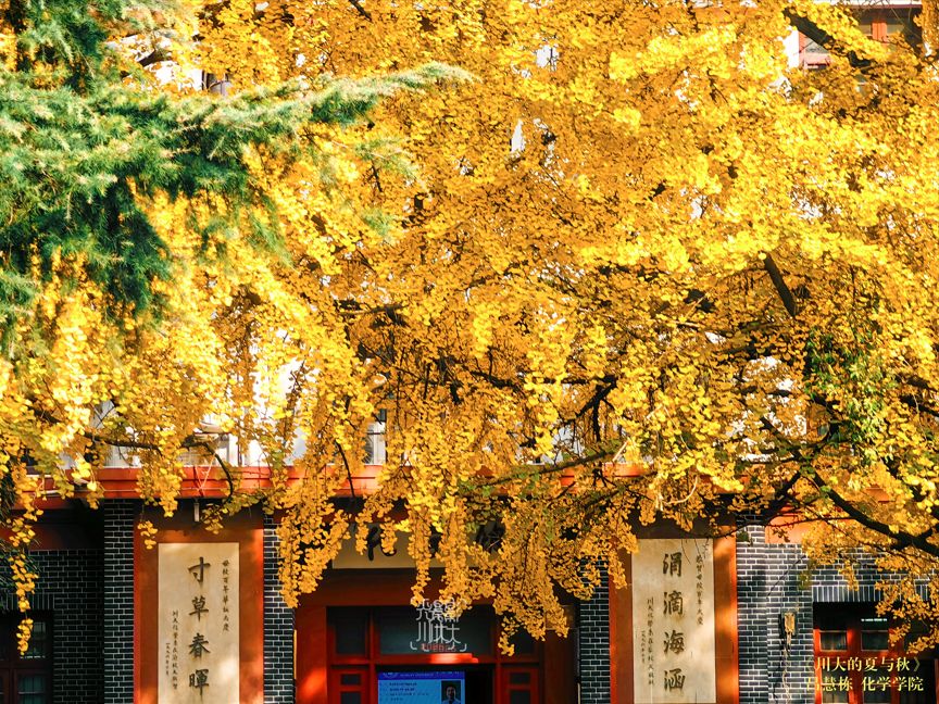 川大的夏与秋-四川大学 Sichuan University
