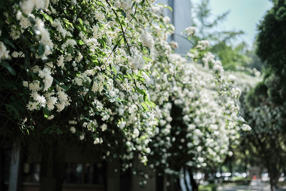 《花廊》 川大映像工作室-四川大学 Sichuan University