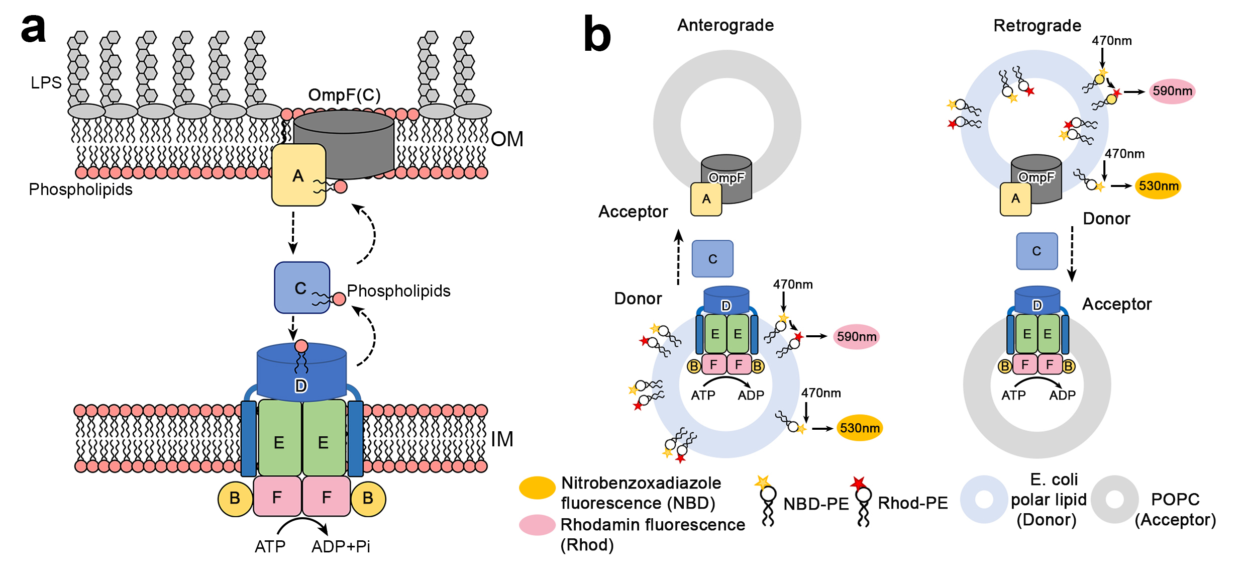 我校生物国重董浩浩教授团队在nature structural&molecular biology