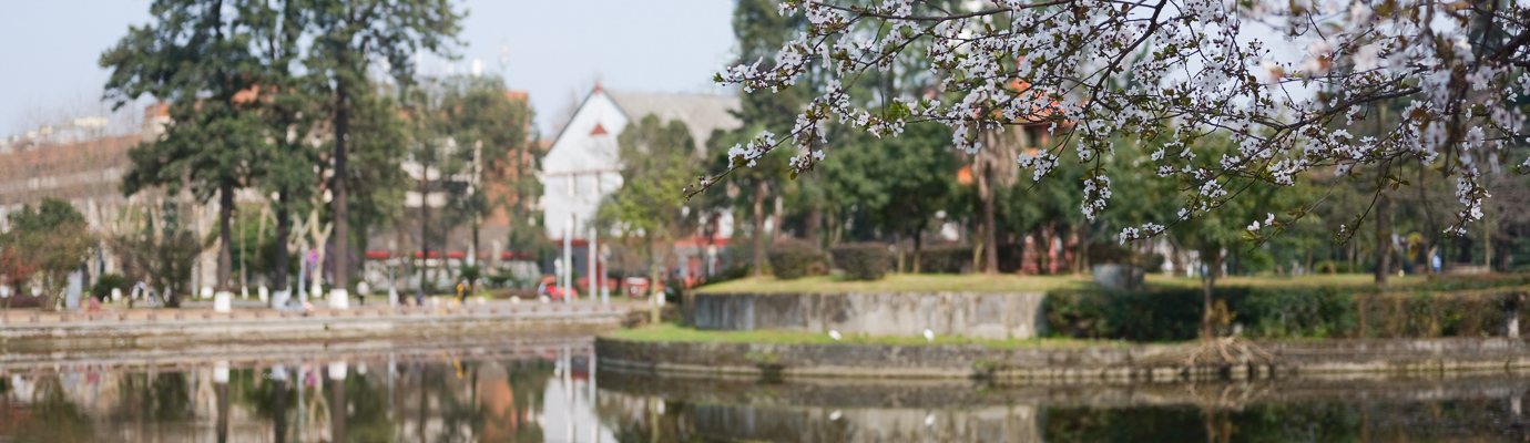 春意盎然 尽在川大校园-四川大学 Sichuan University