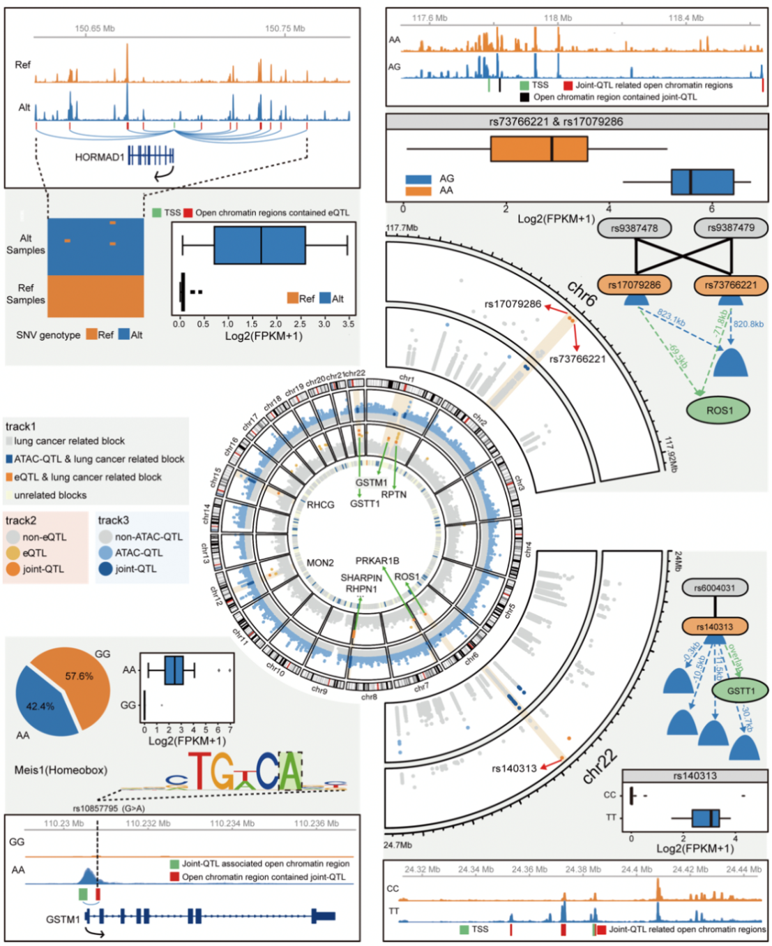 在文章最后,研究团队通过分析整合不同组学信息之间的相关性,揭示了
