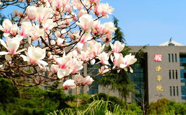 春日最娇艳尽在 川大花园 四川大学sichuan University