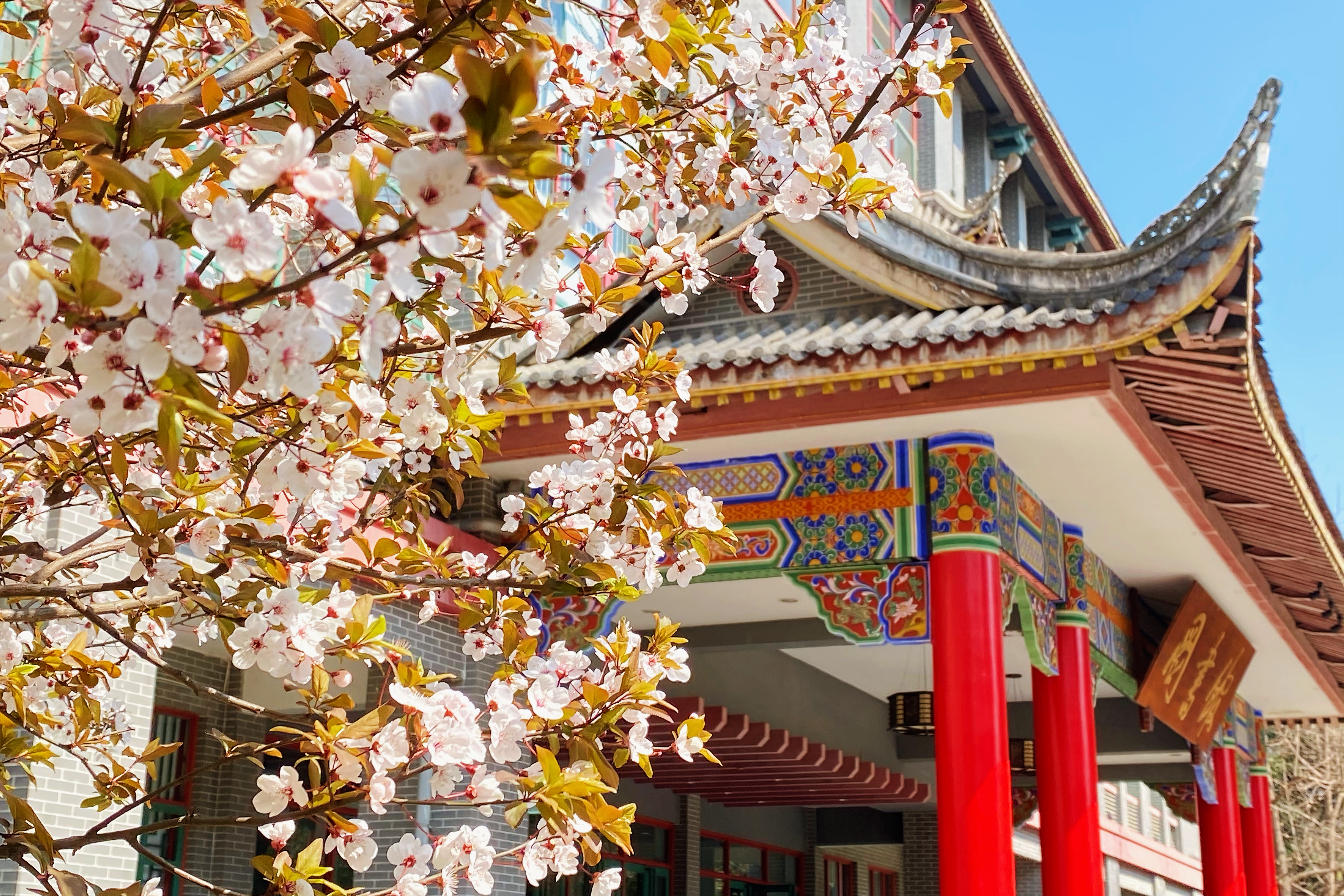 【图集】锦江花开 静待归来 川大美丽春色