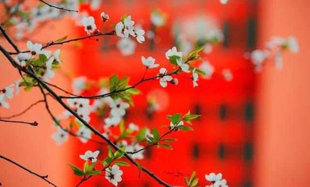 春日最娇艳尽在 川大花园 四川大学sichuan University