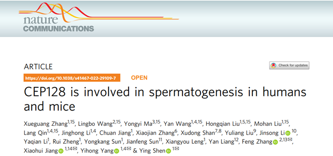 我校华西二院沈英副研究员团队首次揭示中心体蛋白CEP128影响精子发生和早期胚胎发育